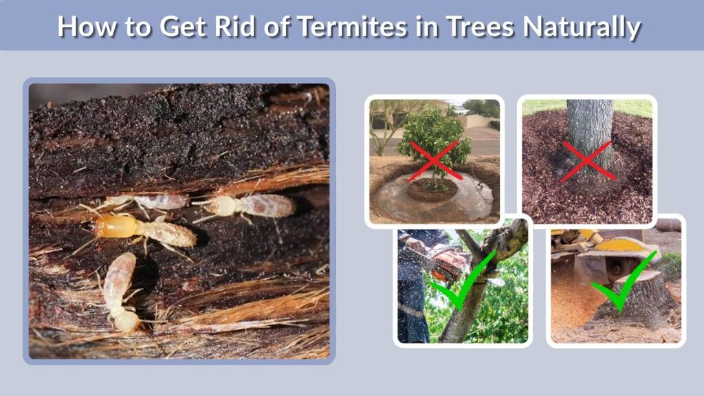 How to Get Rid of Termites in Trees Naturally
