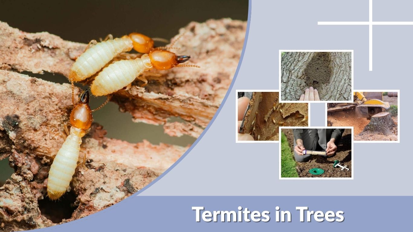 Termites in Trees: Signs, Damage, Treatment, and Prevention