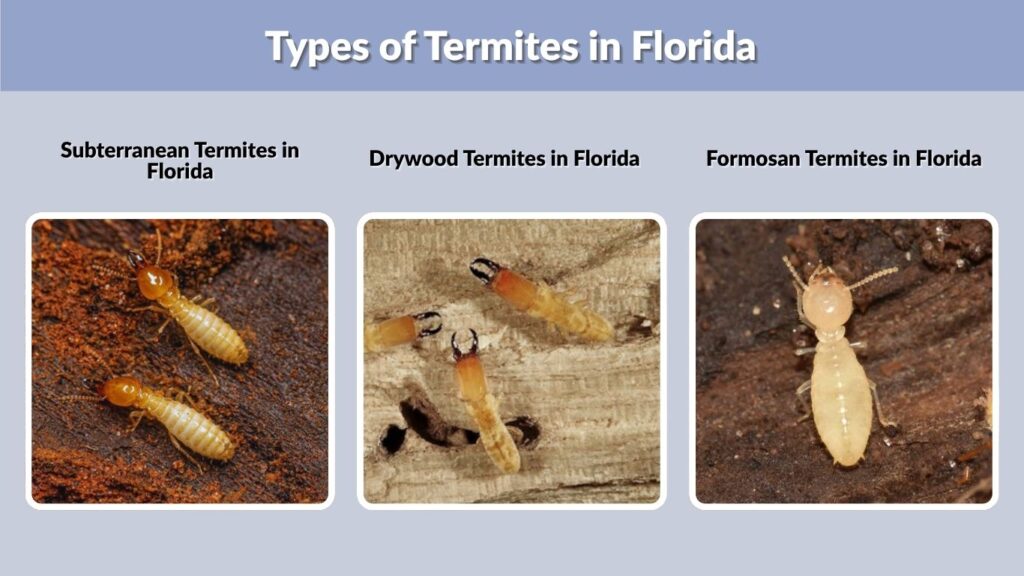 Types of Termites in Florida