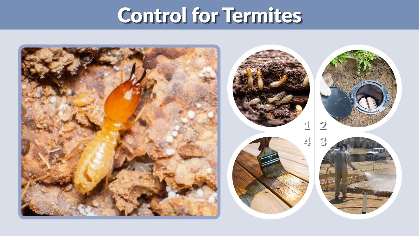 Control for Termites: Best Pest Control Options