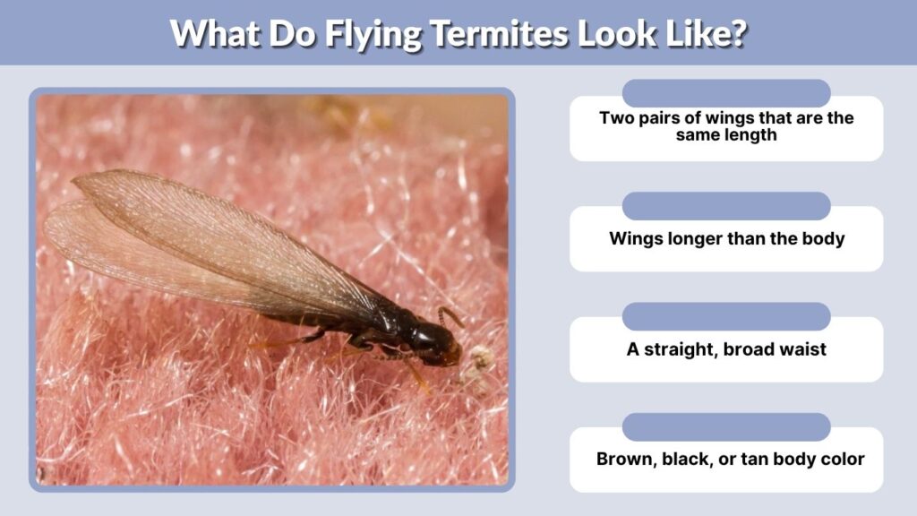 What Do Flying Termites Look Like?