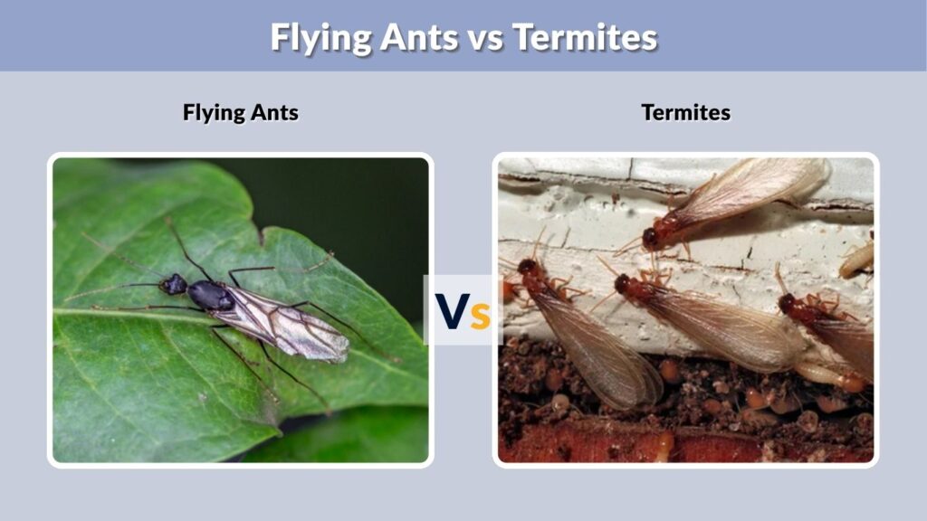 Flying Ants vs Termites