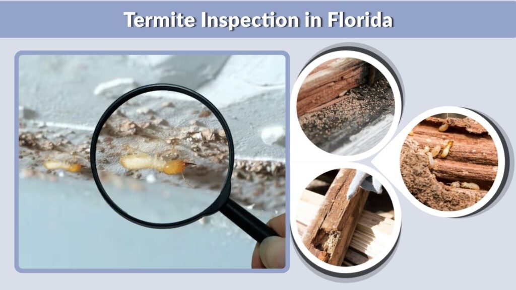 Termite Inspection in Florida