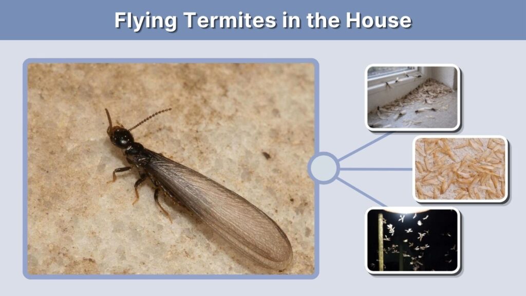 Flying Termites in the House
