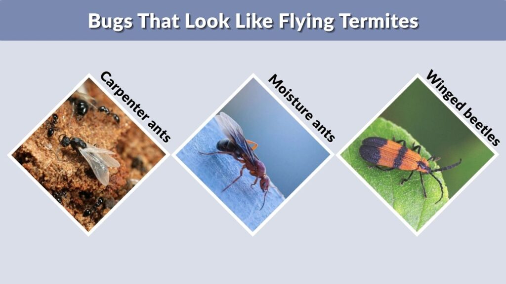 Bugs That Look Like Flying Termites