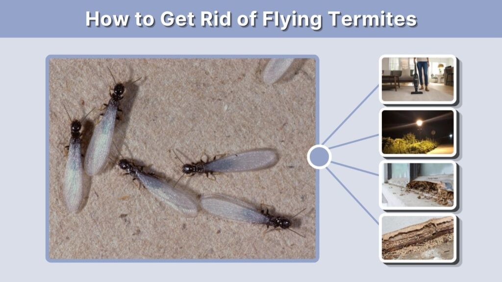 How to Get Rid of Flying Termites