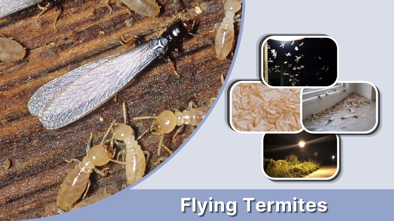 Flying Termites: Signs, Risks and How to Get Rid of Them