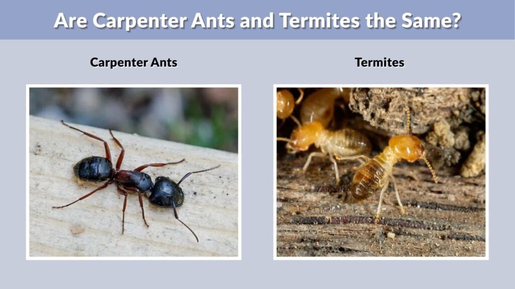 Are Carpenter Ants and Termites the Same?