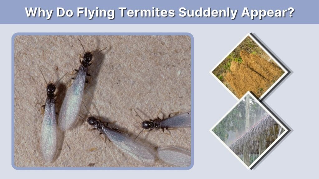 Why Do Flying Termites Suddenly Appear?
