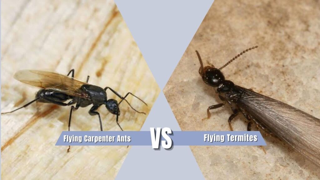 Carpenter Ants with Wings vs Termites