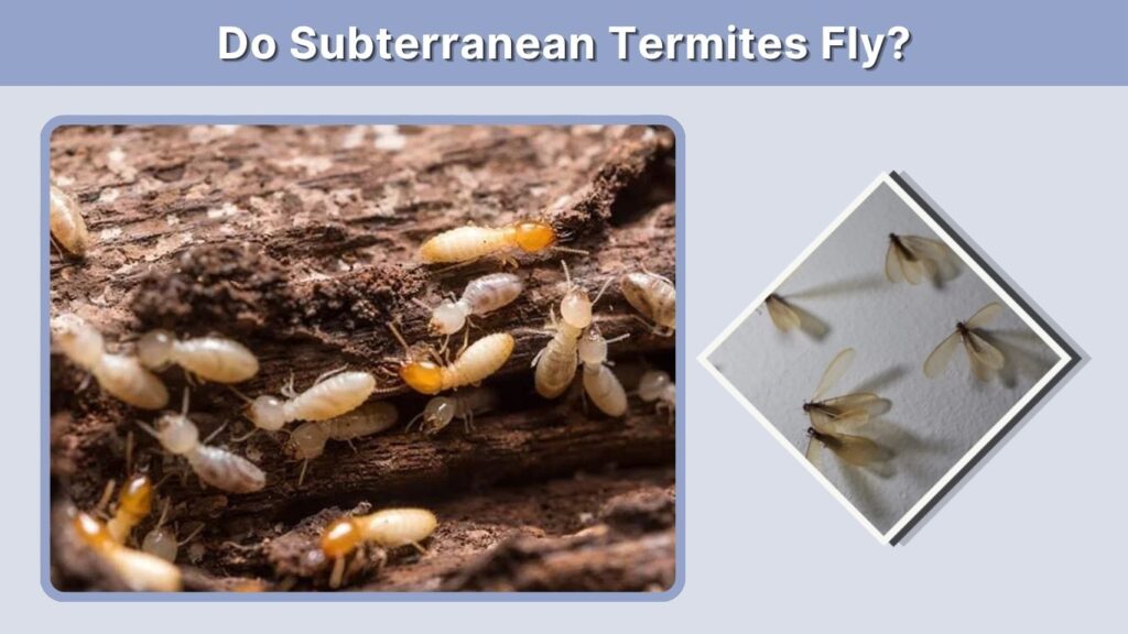 Do Subterranean Termites Fly?