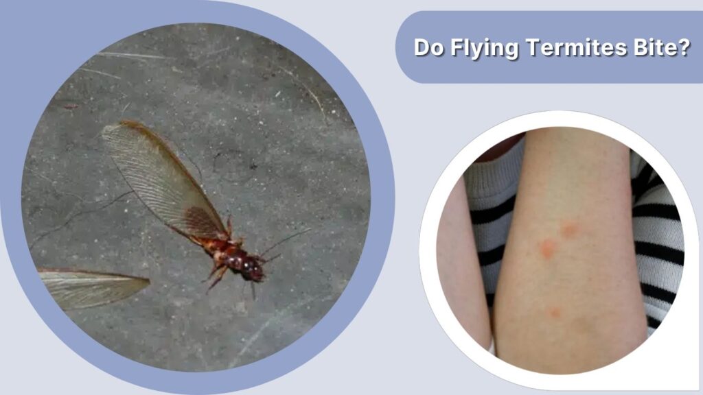 Do Flying Termites Bite?
