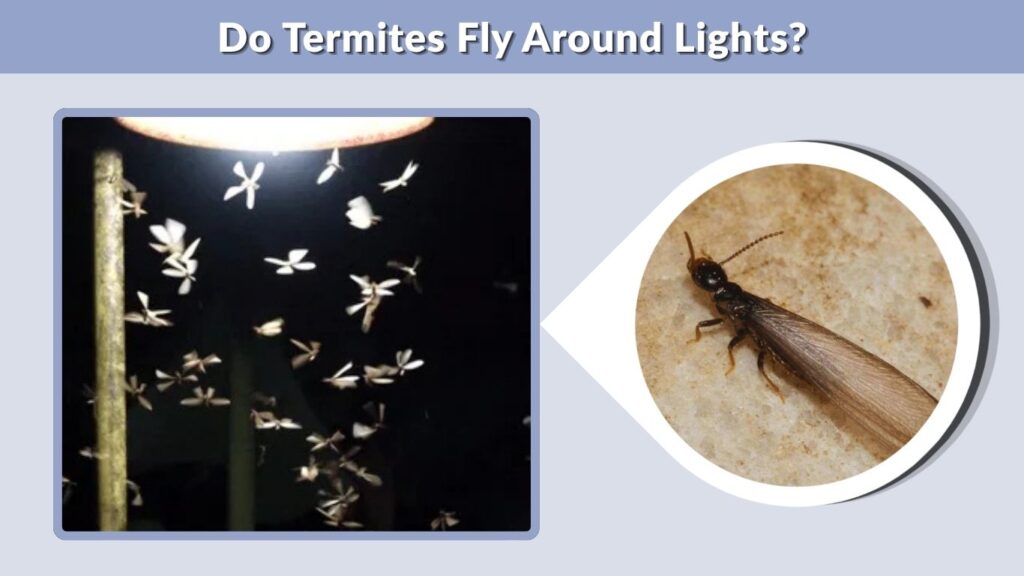 Do Termites Fly Around Lights?