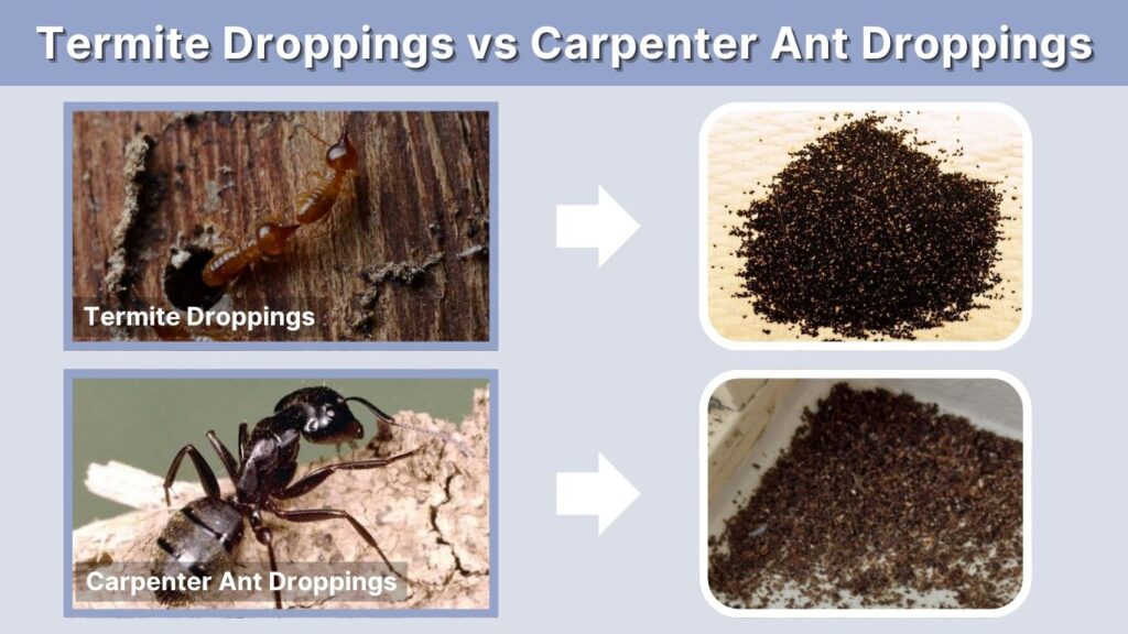 Termite Droppings vs Carpenter Ant Droppings