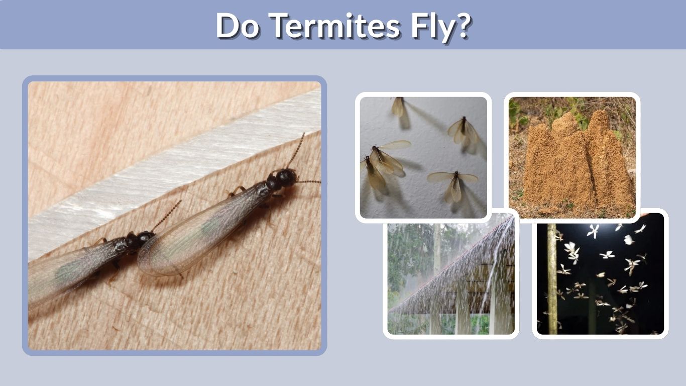 Do Termites Fly? What Flying Termites Mean at Home