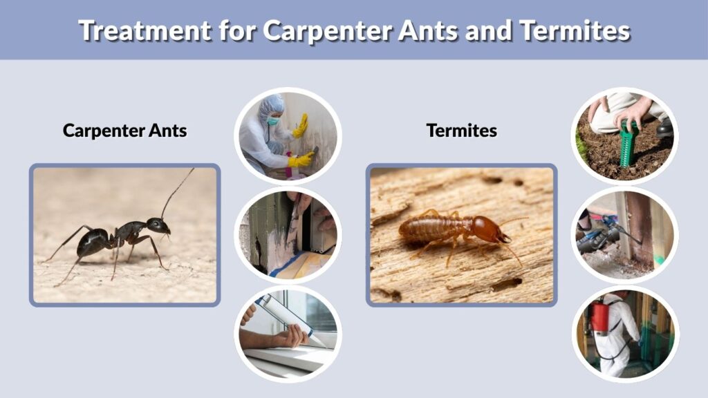 Treatment for Carpenter Ants and Termites