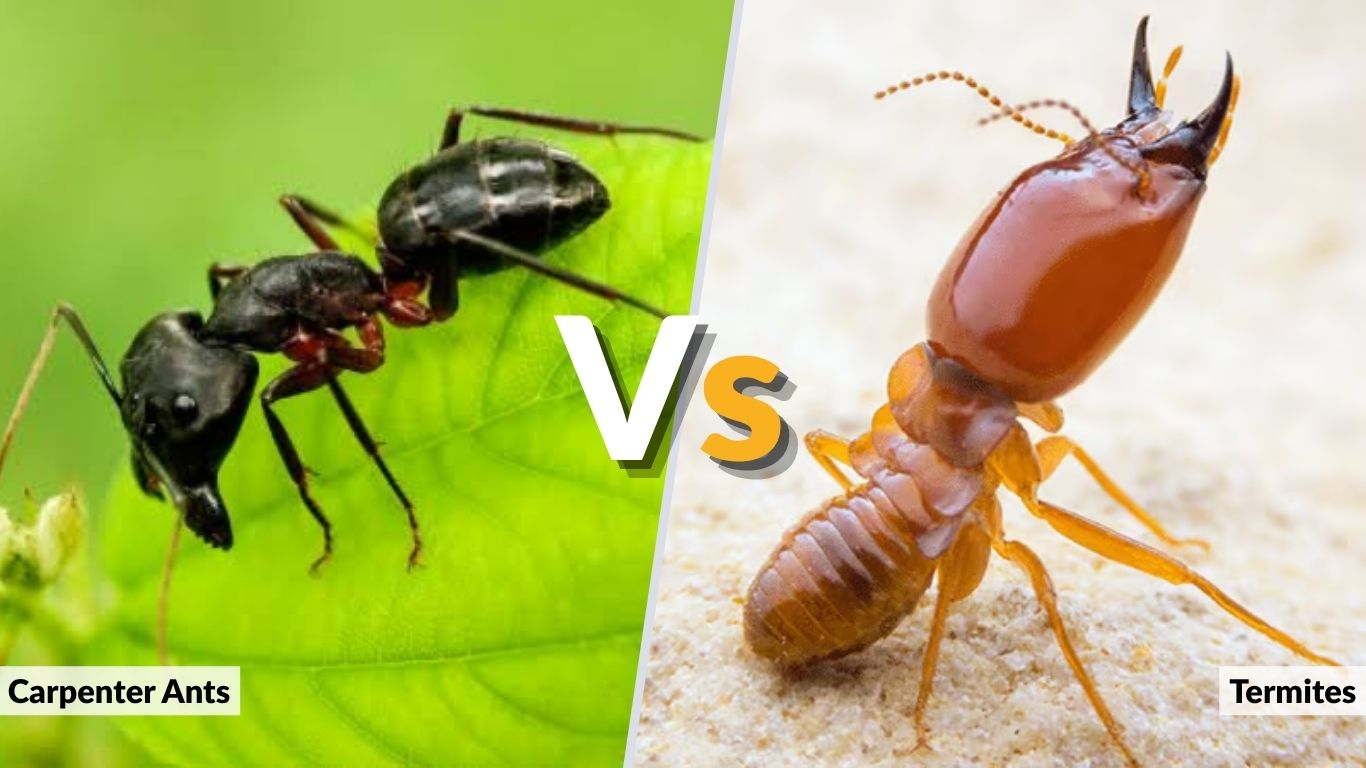 Carpenter Ants vs Termites: Key Differences, Damage, and Treatment