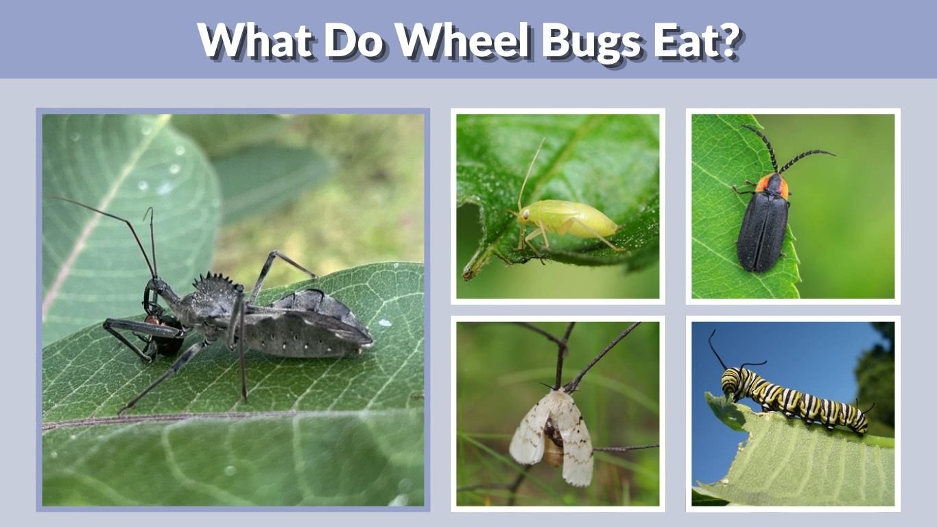 What Do Wheel Bugs Eat? 10 Common Foods and Prey