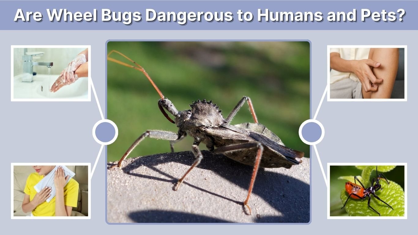 Are Wheel Bugs Dangerous to Humans and Pets?