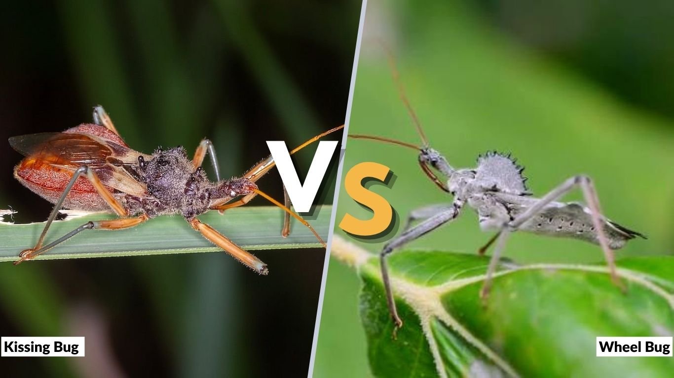 Kissing Bug vs Wheel Bug: Differences, Bites, and Identification