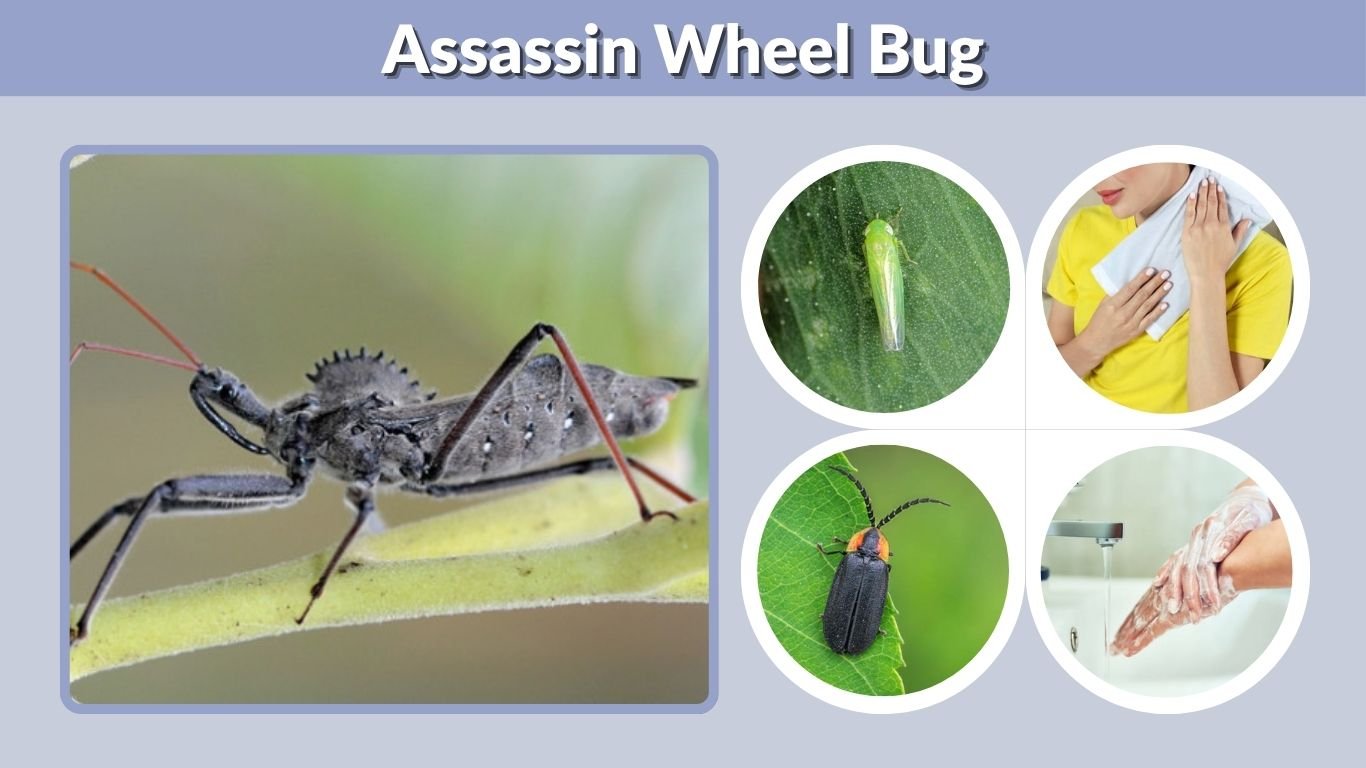 Assassin Wheel Bug: Identification, Bite, Diet, and Facts