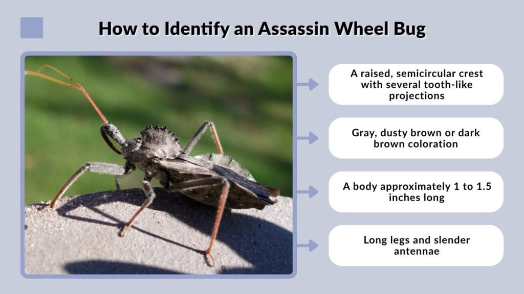 How to Identify an Assassin Wheel Bug