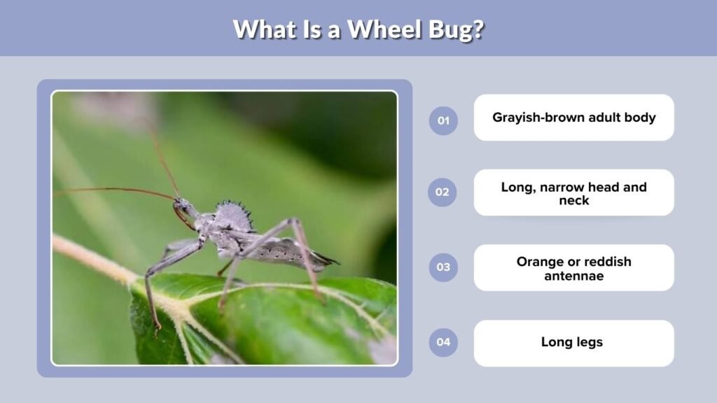 What Is a Wheel Bug?