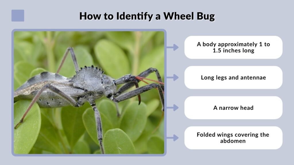 How to Identify a Wheel Bug