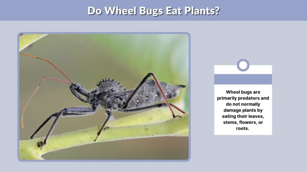 Do Wheel Bugs Eat Plants?