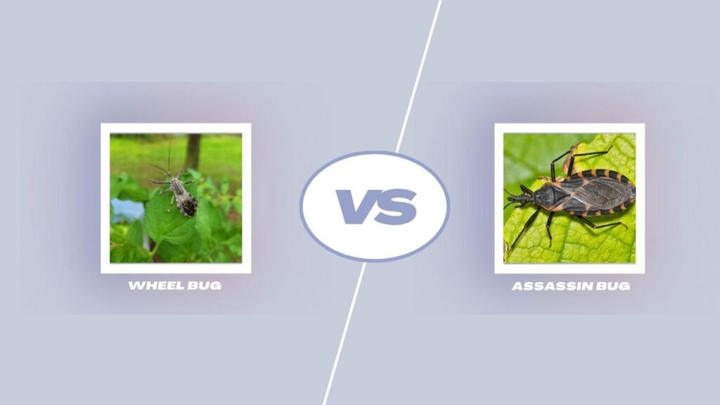 Wheel Bug vs Assassin Bug: Main Differences
