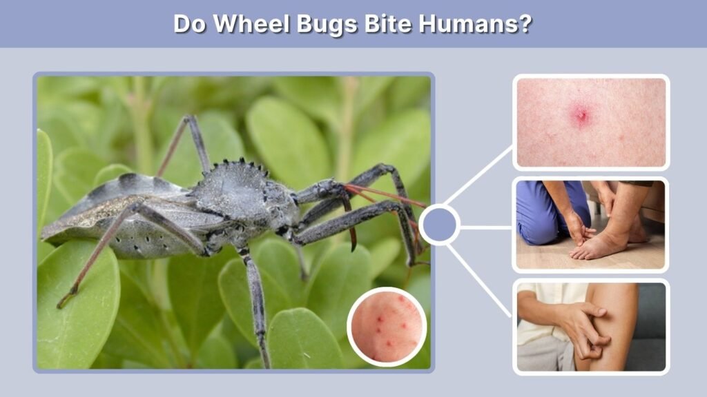Do Wheel Bugs Bite Humans?