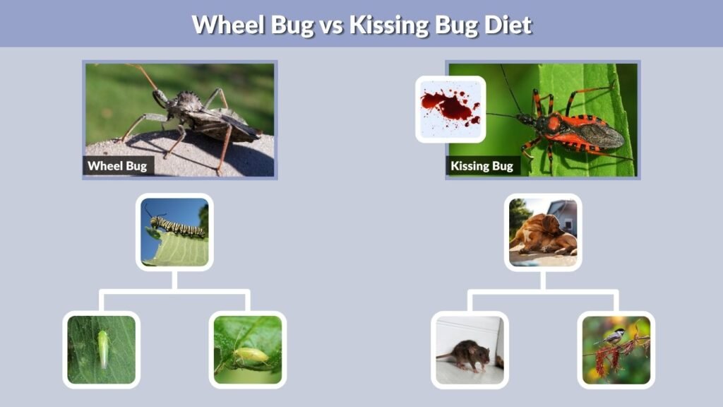 Wheel Bug vs Kissing Bug Diet
