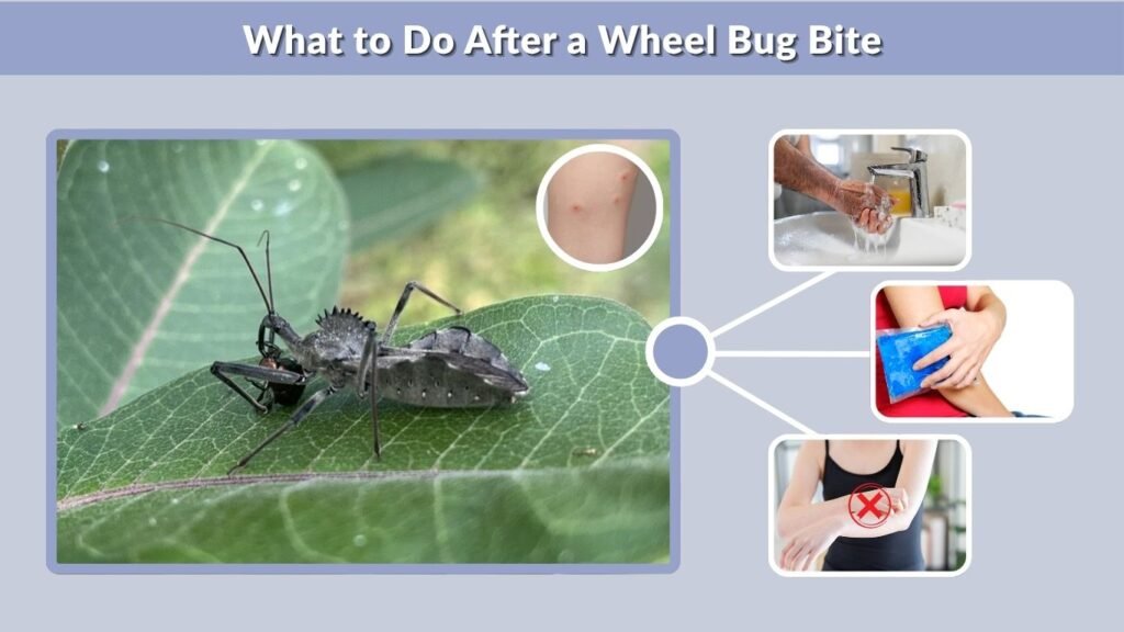 What to Do After a Wheel Bug Bite