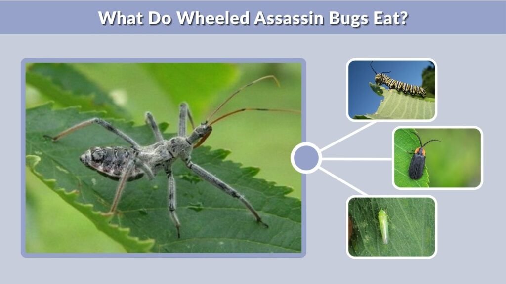 What Do Wheeled Assassin Bugs Eat?