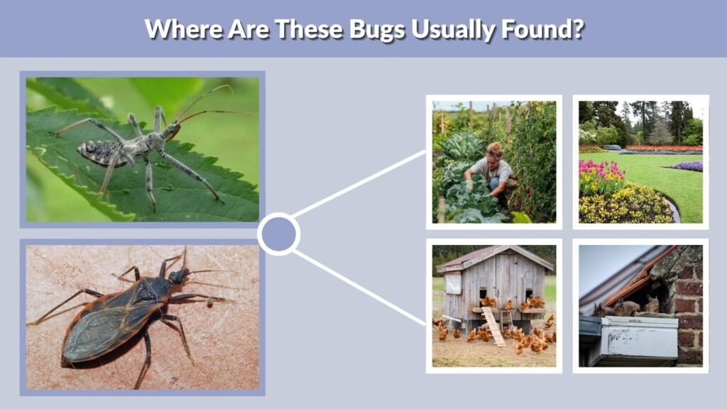 Where Are These Bugs Usually Found?