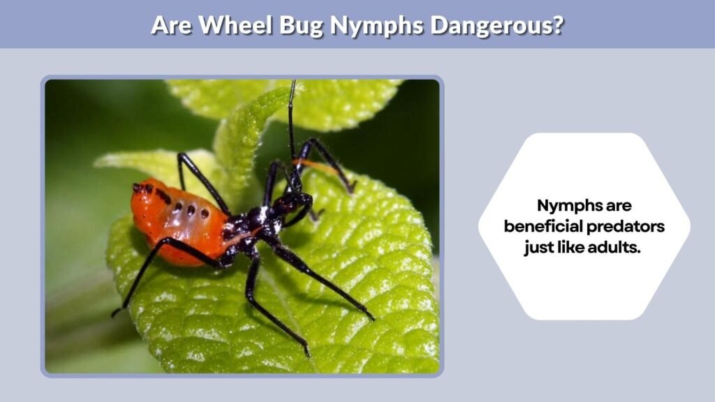 Are Wheel Bug Nymphs Dangerous?