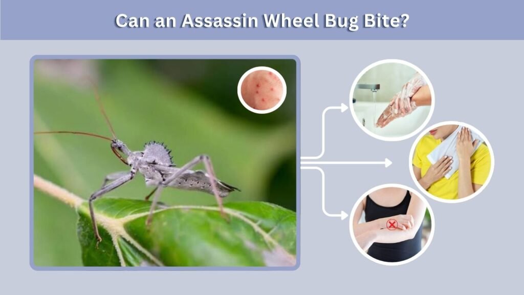 Can an Assassin Wheel Bug Bite?