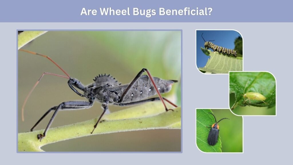 Are Wheel Bugs Beneficial?
