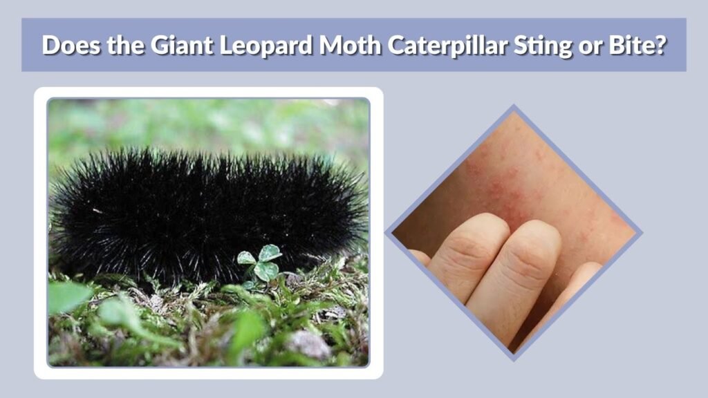 Does the Giant Leopard Moth Caterpillar Sting or Bite?