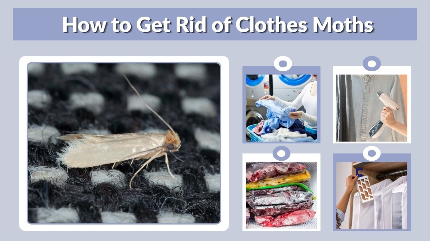 How to Get Rid of Clothes Moths: Step-by-Step Guide