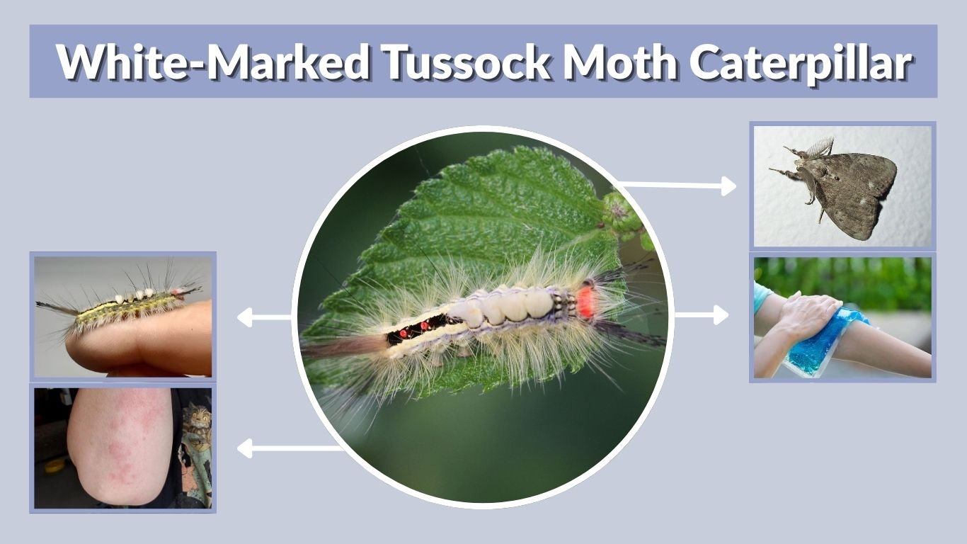 White-Marked Tussock Moth Caterpillar: Rash, Sting & Treatment