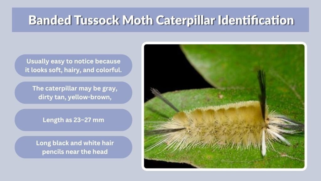 Banded Tussock Moth Caterpillar Identification