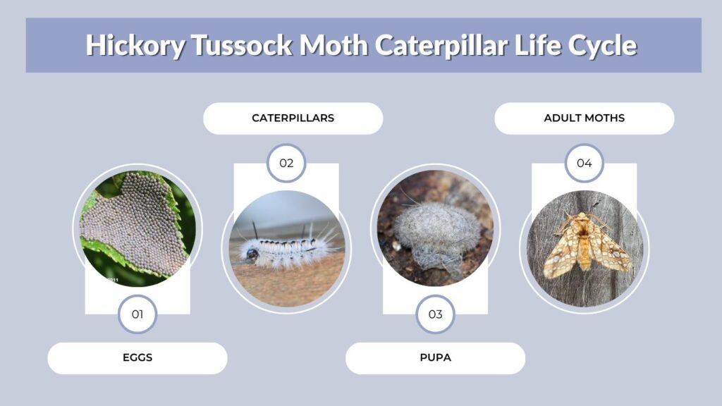 Hickory Tussock Moth Caterpillar Life Cycle