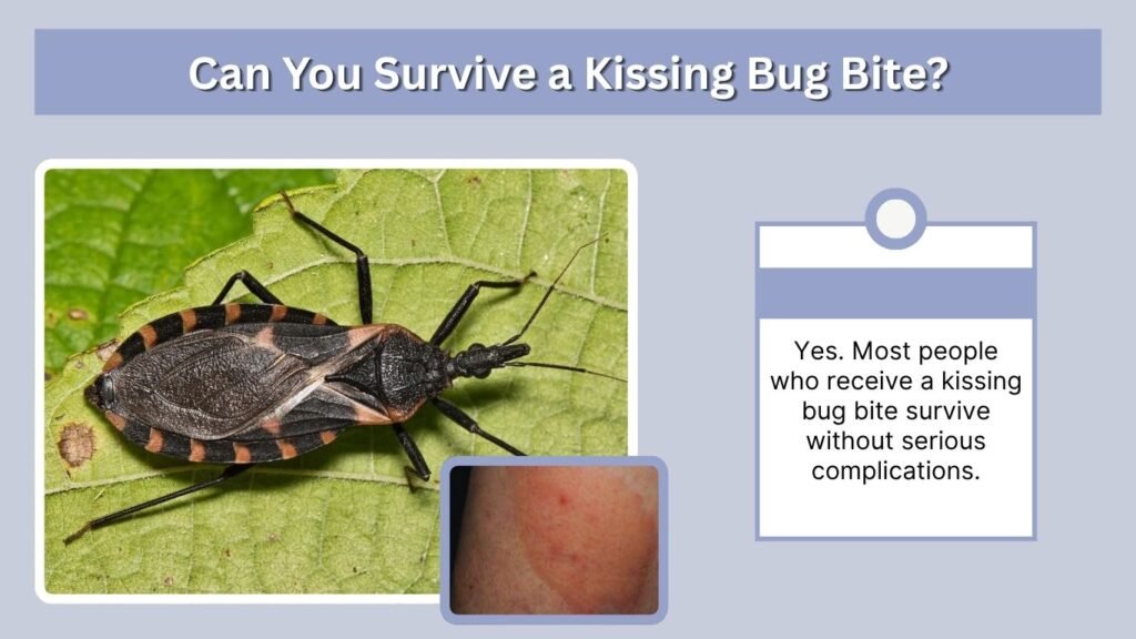 Can You Survive a Kissing Bug Bite?