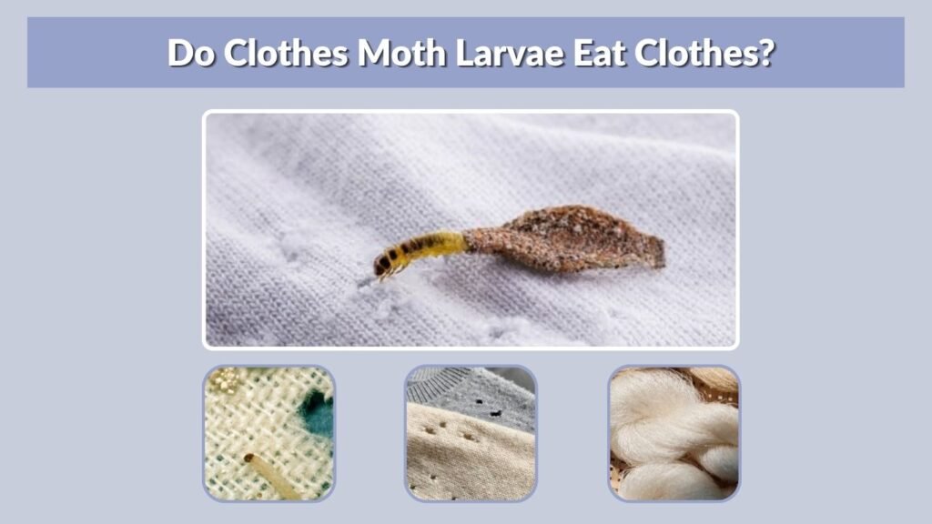 Do Clothes Moth Larvae Eat Clothes?