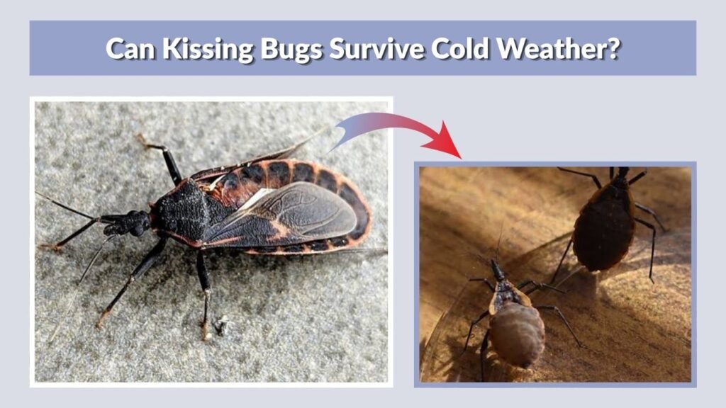 Can Kissing Bugs Survive Cold Weather?