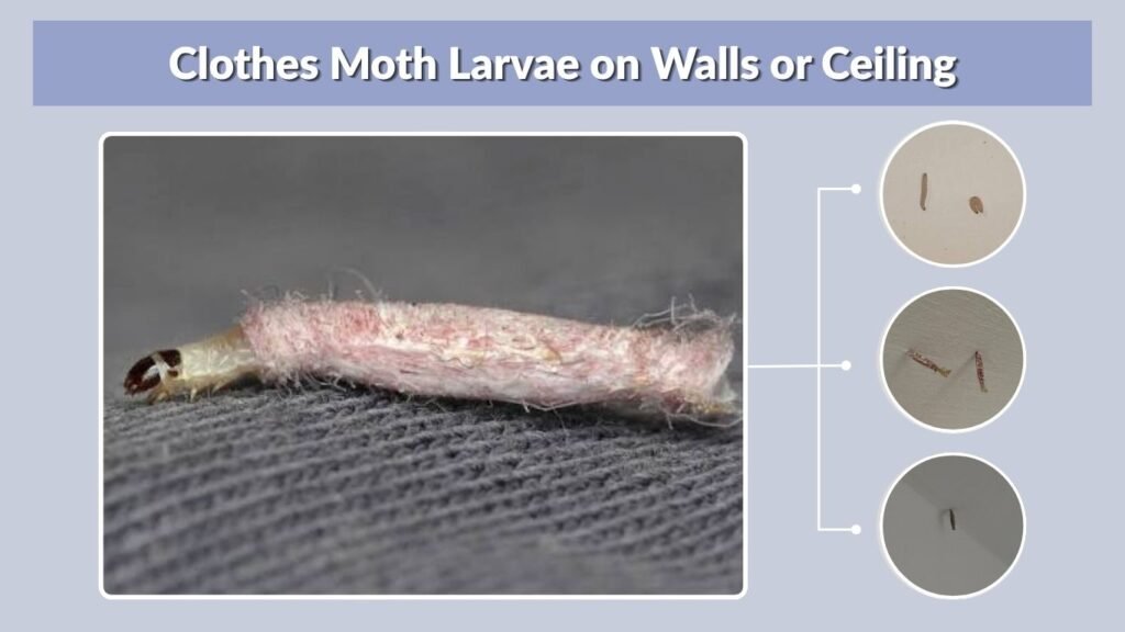 Clothes Moth Larvae on Walls or Ceiling