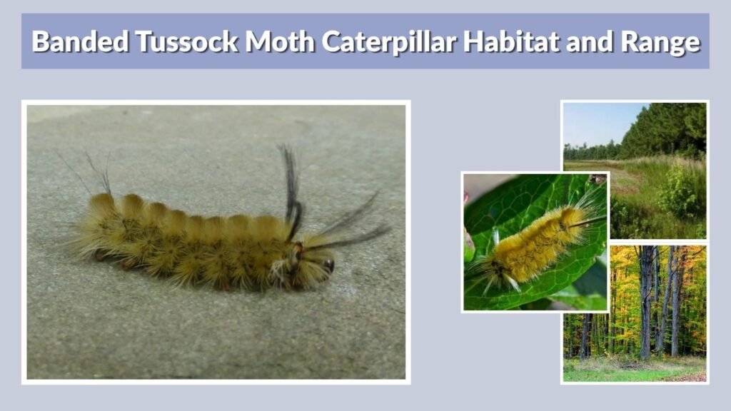 Banded Tussock Moth Caterpillar Habitat and Range
