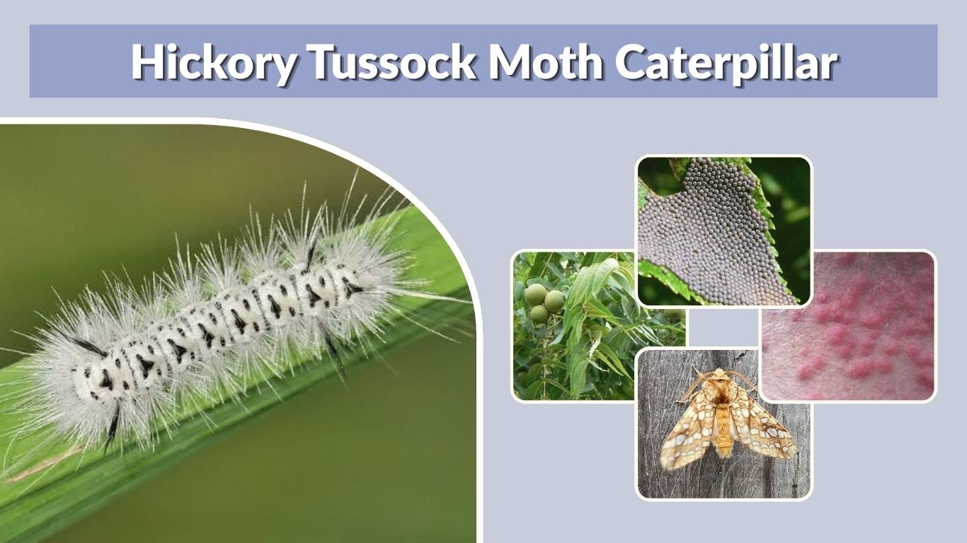 Hickory Tussock Moth Caterpillar: Rash, Poison and ID