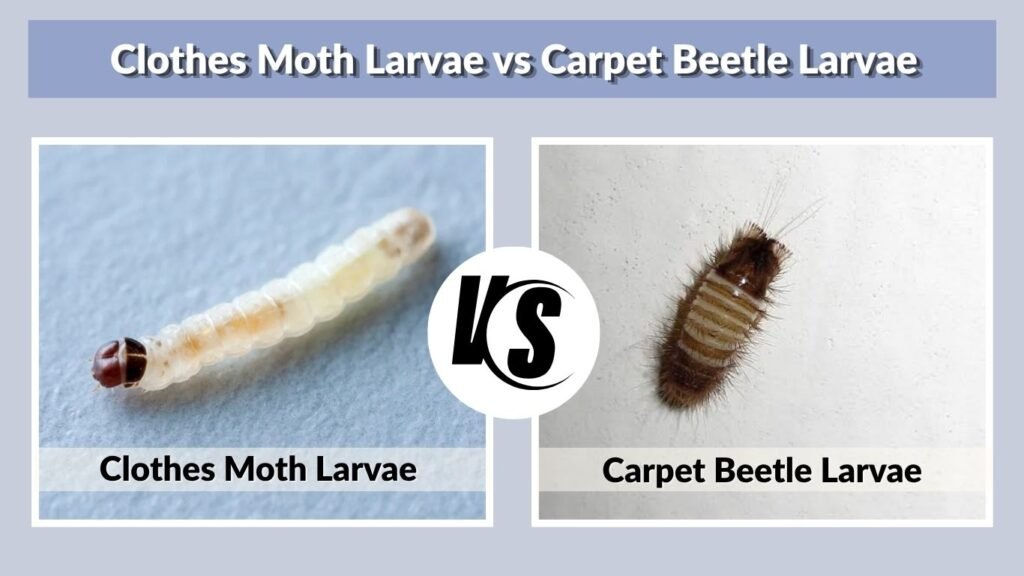 Clothes Moth Larvae vs Carpet Beetle Larvae